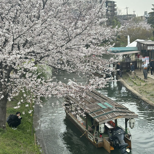  美麗浪漫之旅：伏見十石舟的瞬間