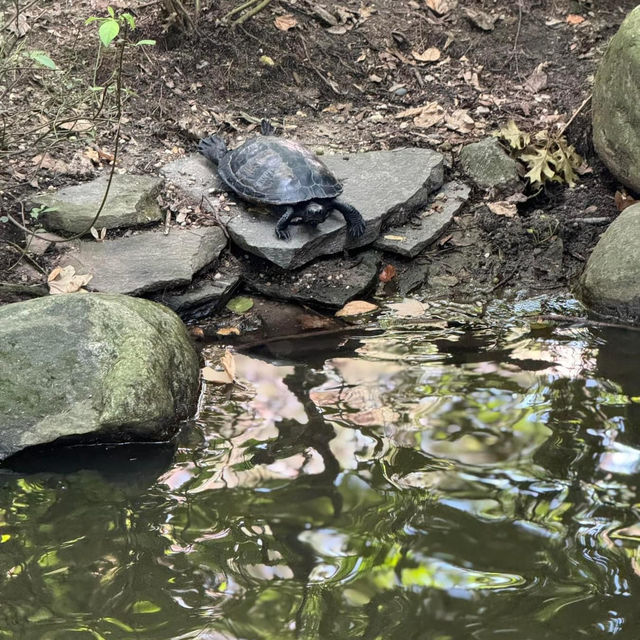 Central Park Zoo 🇺🇸