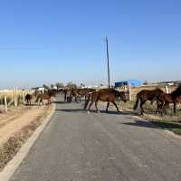 A Unique Desert Experience in Inner Mongolia