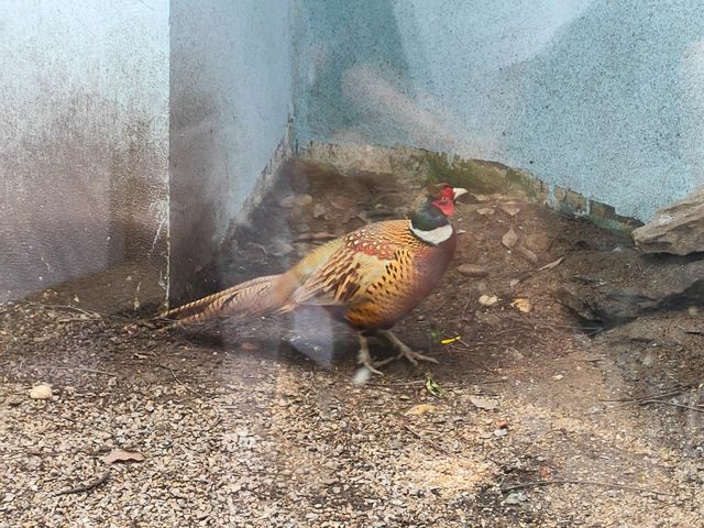 廣州動物園一遊。