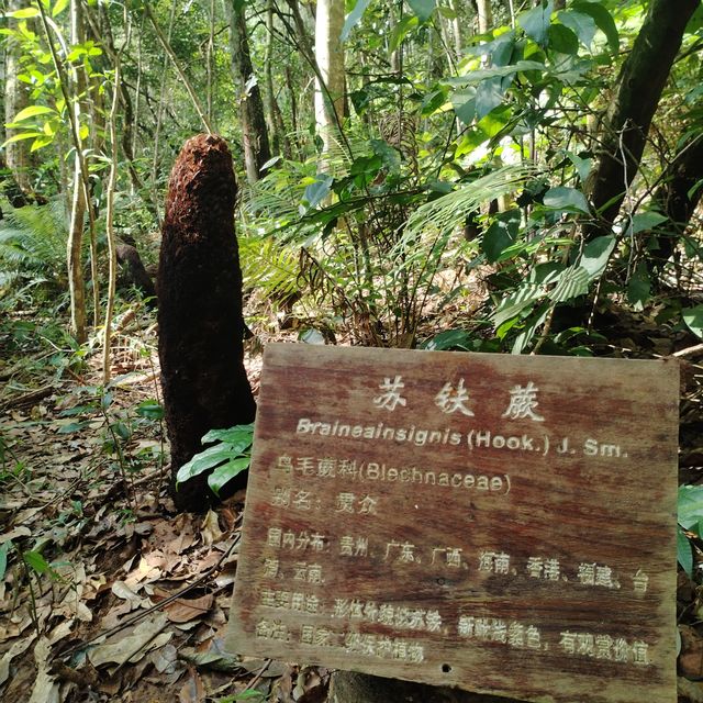 國家森林公園最自由的動物。