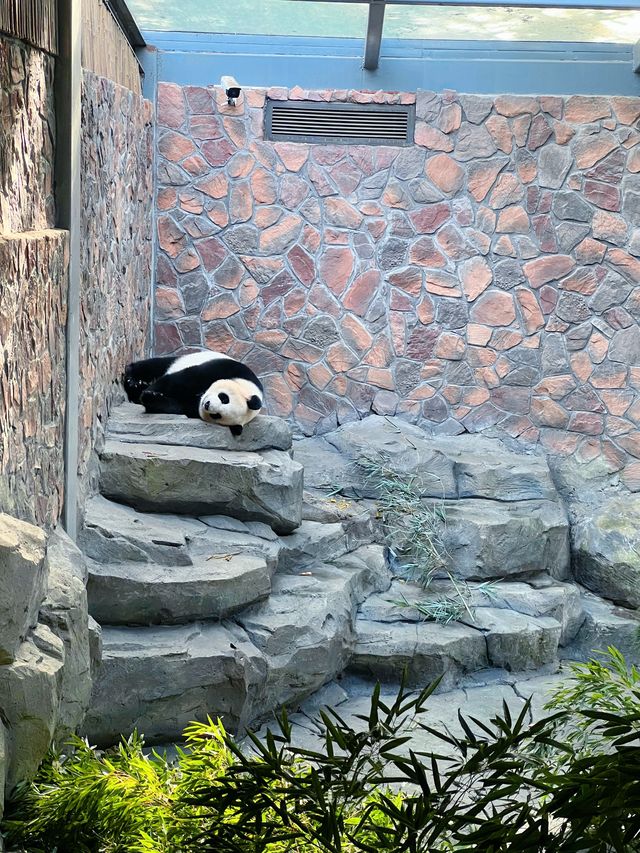 南京 citywalk｜紅山森林動物園。