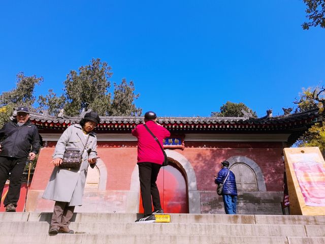 樹齡700年的銀杏，承恩寺免費賞（二）。