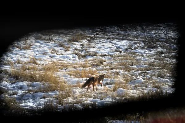 Winter in Yellowstone is also beautiful