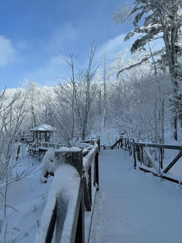 哈爾濱-雪鄉-長白山｜6天元旦深度遊 玩轉冰雪世界