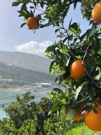 冬日裡的甜蜜暴擊！湖北秭歸等你來！