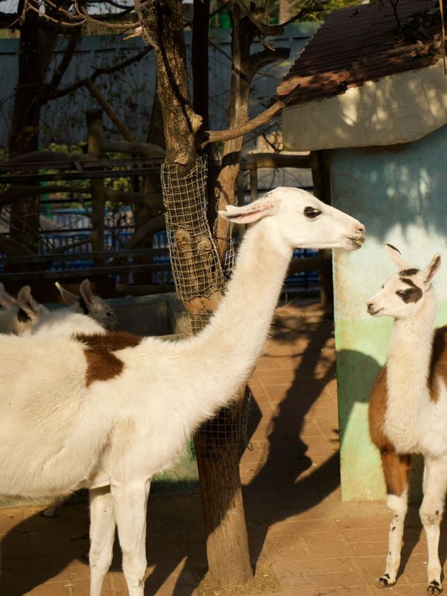 冬季反向目的地特色旅行好去處（附海南動物園攻略）