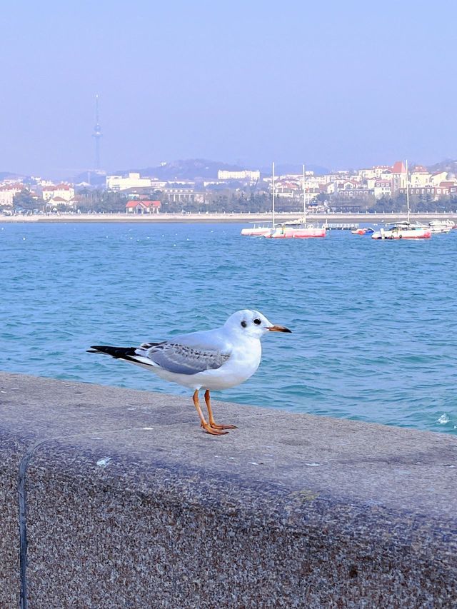 6天暢遊日照-臨沂-青島 熱門風景一網打盡