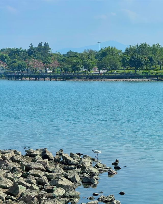 真的愛慘了深圳這個海濱公園