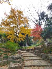 一園盡賞秋——玄武湖公園來南京市民公園感受生命力