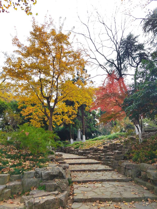 一園盡賞秋——玄武湖公園來南京市民公園感受生命力