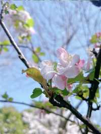 櫻花季的好去處—顧村公園