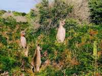 Prom Wildlife Walk