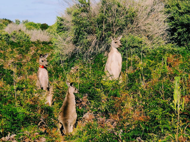 Prom Wildlife Walk