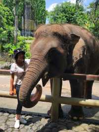 🇮🇩 Elephant Expedition in Bali, Indonesia