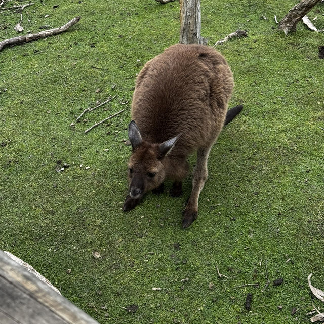  "Moonlit Sanctuary: A Day with Australia’s Wild Wonders"