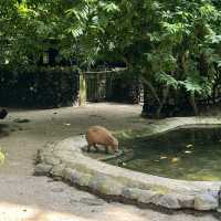 Zoo Negara date!