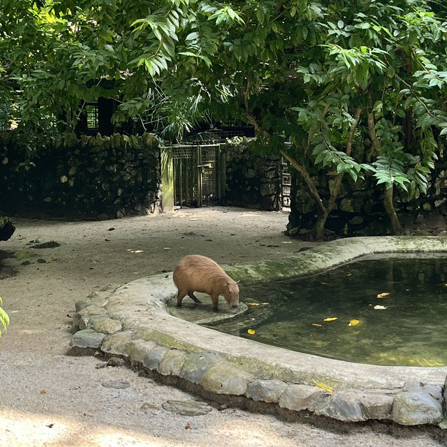 Zoo Negara date!