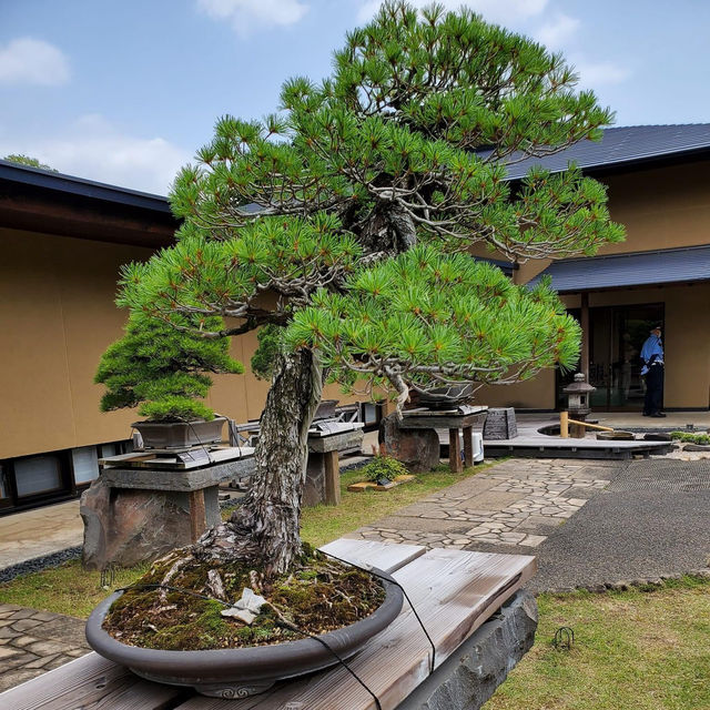 Omiya Bonsai Art Museum, Saitama 🗺️