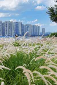 佛山也有自己的莫奈花園，簡直美了