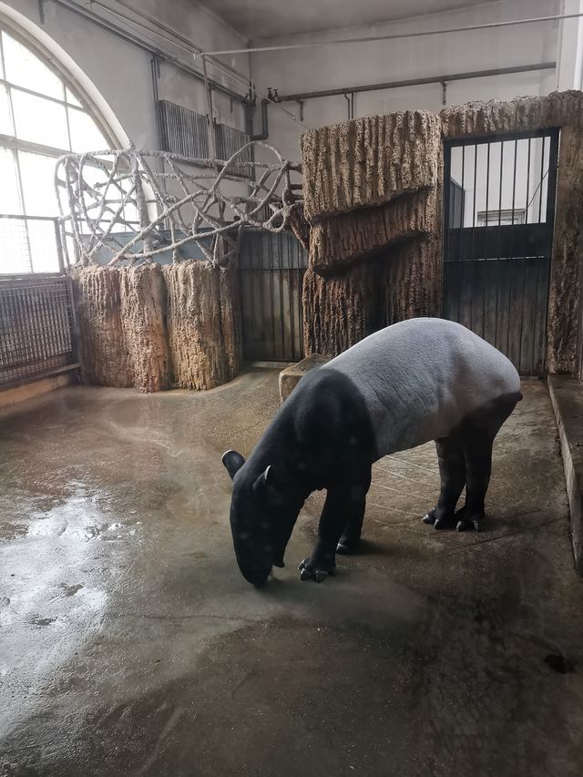 北京動物園的驚喜。