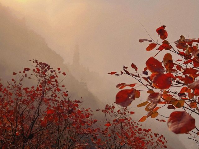 重慶巫山|南方最美紅葉勝地。