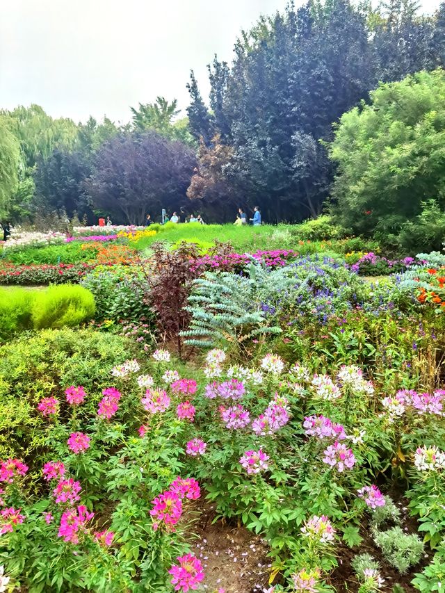 北京海淀公園也有了莫奈花園。