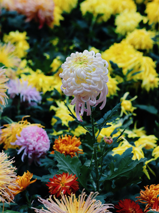 人民公園！觀賞菊花正當時。