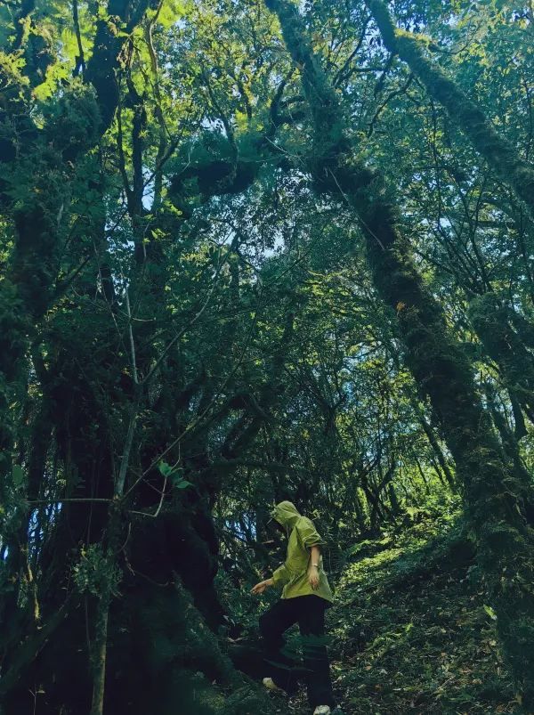 昆明到哀牢山簡單路線圖