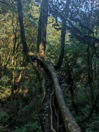 昆明到哀牢山簡單路線圖