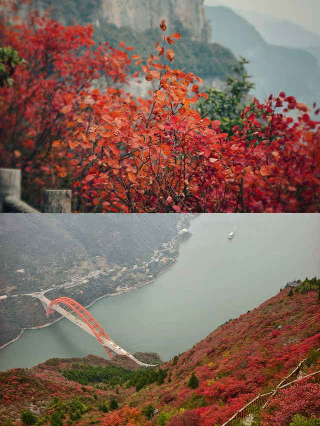 巫山三峡紅葉美得令人瘋狂！《國家地理》果然沒有騙我