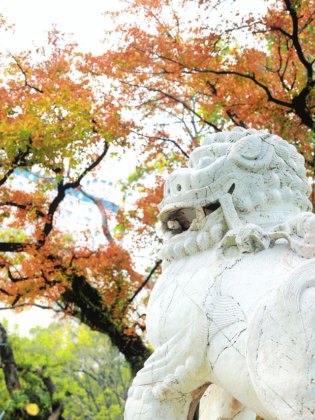 廣州人民公園的楓樹紅了，出門拾秋去