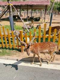 蘭州野生動物園帶你探秘動物樂