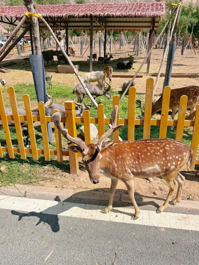 蘭州野生動物園帶你探秘動物樂