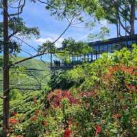 Sightseeing at Cameron Highland Boh Tea Plantation 