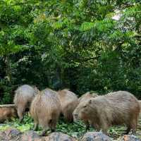 Wonderful place to visit - Zoo Negara Malaysia