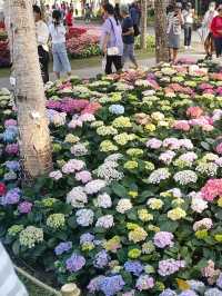 Charming Chiang Mai Flower Festival 2025