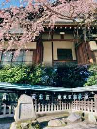 Serenity and Blossoms: A Hidden Gem at Himuro Shrine, Nara