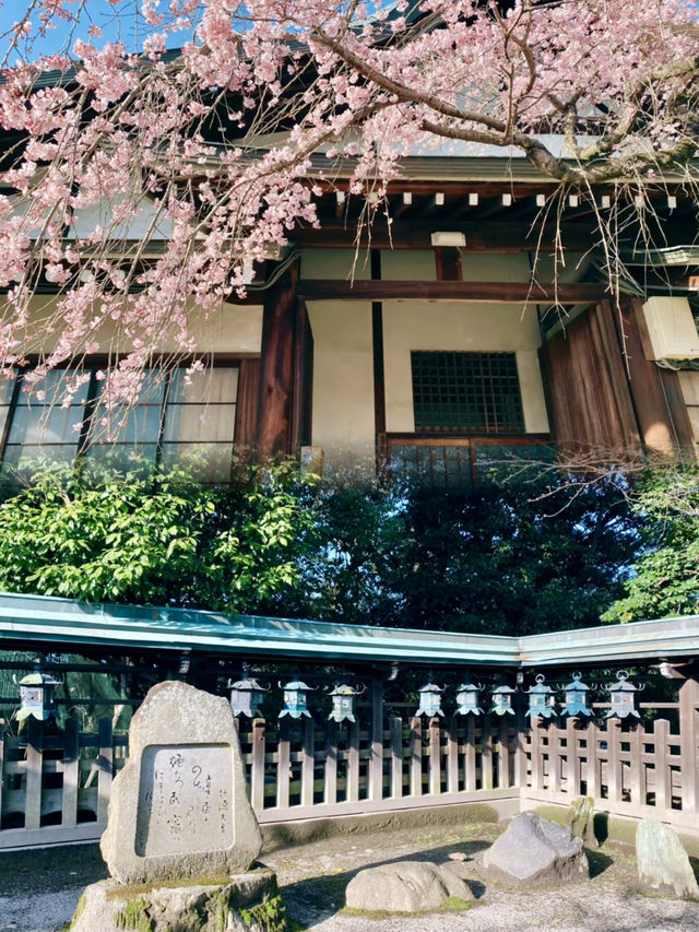 Serenity and Blossoms: A Hidden Gem at Himuro Shrine, Nara