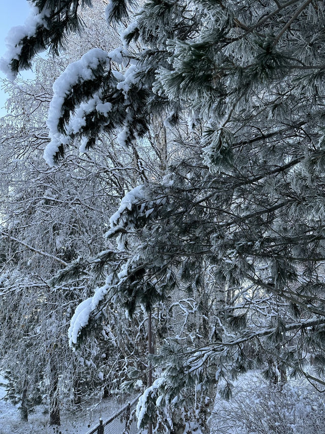 【北極圈的雪景：令人流連忘返！】