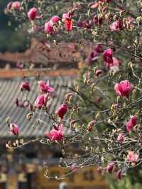 雲南昆明西山華亭寺—玉蘭又花開，滿目皆春意