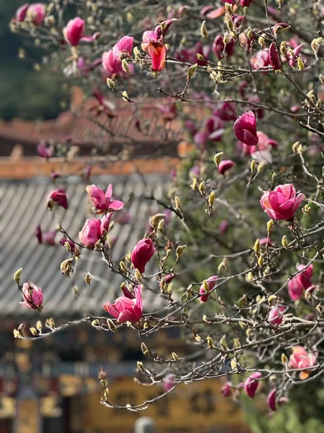 雲南昆明西山華亭寺—玉蘭又花開，滿目皆春意