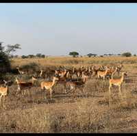 Serengeti national park Tanzania 