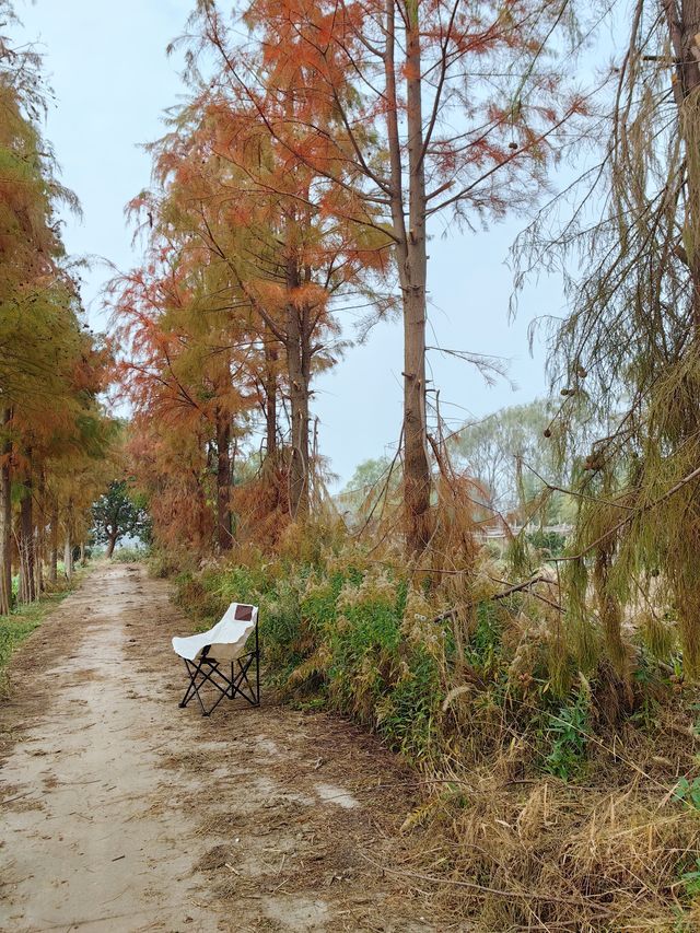 12.7青西郊野公園實景，說說真實感受