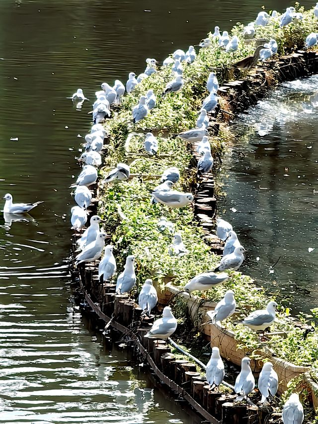 昆明翠湖公園迎來最美觀鷗季