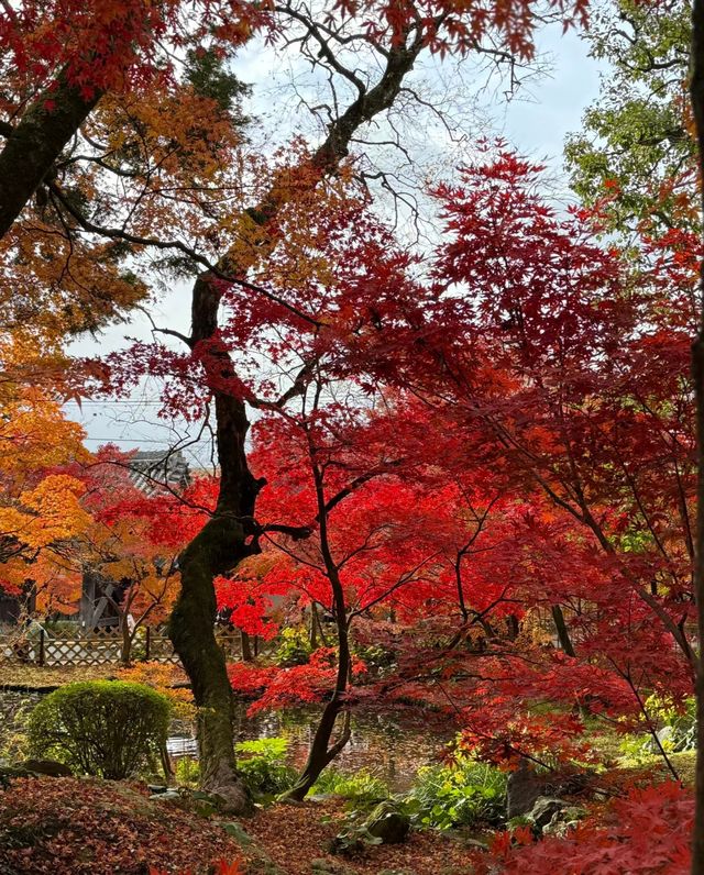 京都