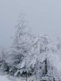 長野冬季限定｜在美原高原看雪景與星空