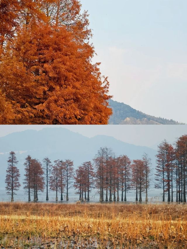 四明山紅杉林觀賞區2024年12月18日情況