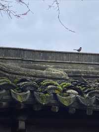 溫哥華探訪中山公園｜海外的第一座蘇式園林