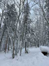 雪鄉等地新體驗：邊賞雪邊泡溫泉舒緩又愜意